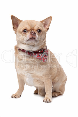 short haired fat chihuahua