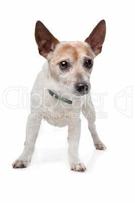 Jack Russel Terrier