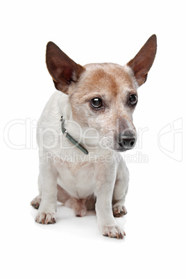 Jack Russel Terrier