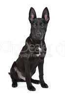 Black German Shepherd puppy