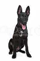 Black German Shepherd puppy
