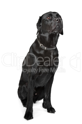 Black Labrador