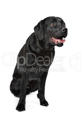 Black Labrador