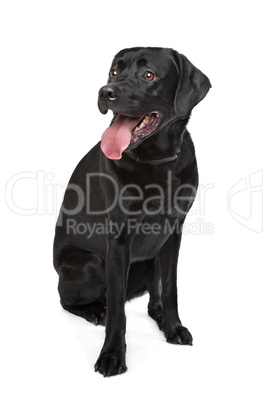 Black Labrador