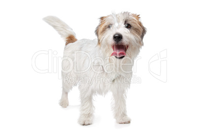 Jack Russel Terrier