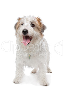 Jack Russel Terrier
