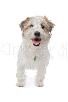 Jack Russel Terrier