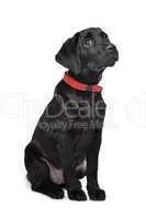 Black Labrador puppy