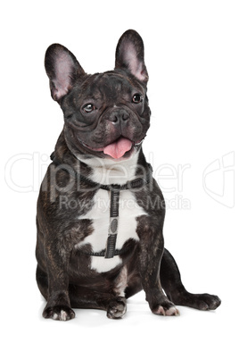 Black and White French Bulldog