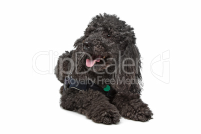 Black Poodle