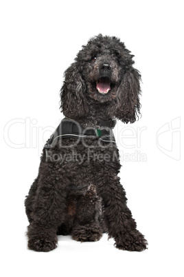 Black Poodle