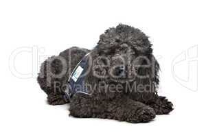 Black Poodle