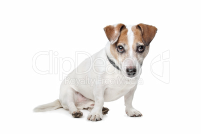 Jack Russel Terrier