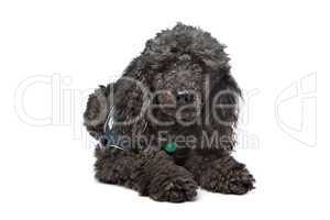 Black Poodle