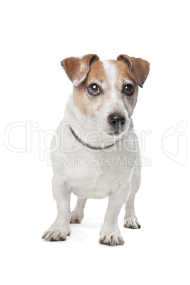 Jack Russel Terrier