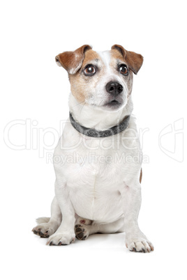 Jack Russel Terrier Jack Russel Terrier