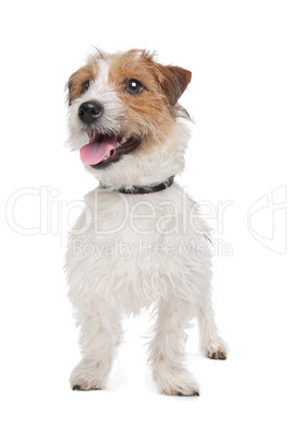 Jack Russel Terrier