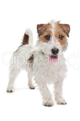 Jack Russel Terrier