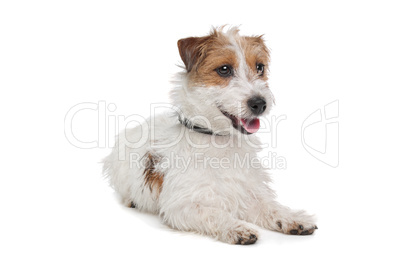 Jack Russel Terrier