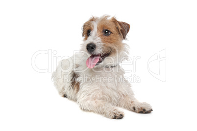 Jack Russel Terrier