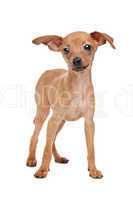 Miniature Pinscher puppy