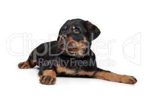 rottweiler puppy