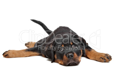 rottweiler puppy