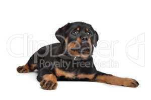 rottweiler puppy