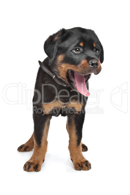 rottweiler puppy