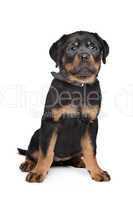 rottweiler puppy