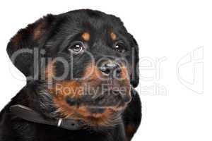 rottweiler puppy