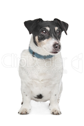 Jack Russel Terrier