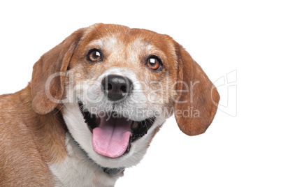 Beagle