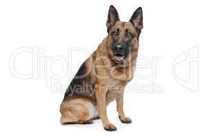 German Shepherd