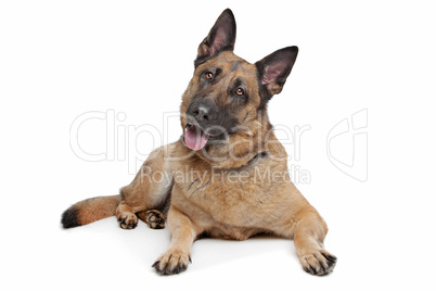 German Shepherd