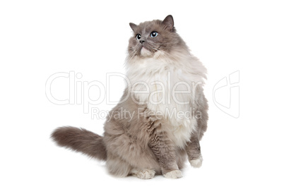 Ragdoll cat