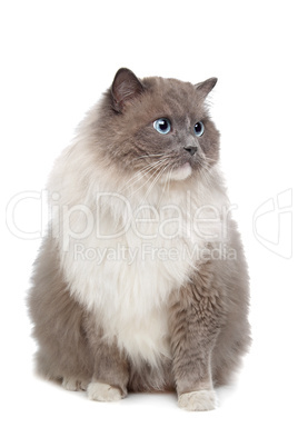 Ragdoll cat