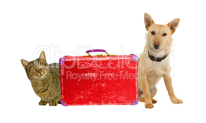 Auf geht die Reise! Hund und Katze mit einem Koffer.