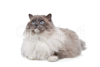 Ragdoll cat