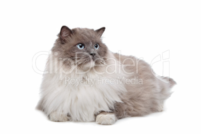 Ragdoll cat