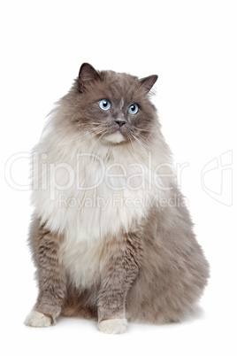 Ragdoll cat