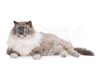 Ragdoll cat