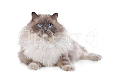 Ragdoll cat