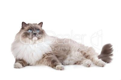 Ragdoll cat