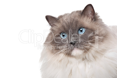 Ragdoll cat