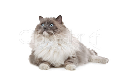 Ragdoll cat