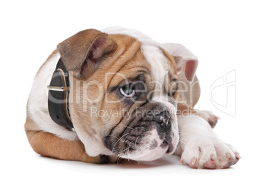 English bulldog puppy