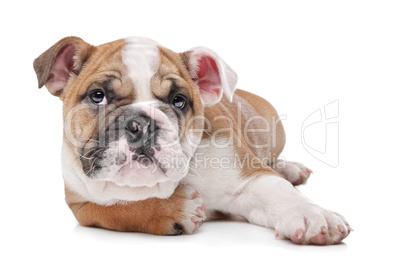 English bulldog puppy