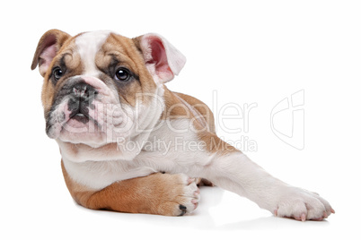 English bulldog puppy