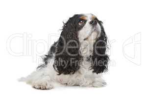 Cavalier King Charles Spaniel